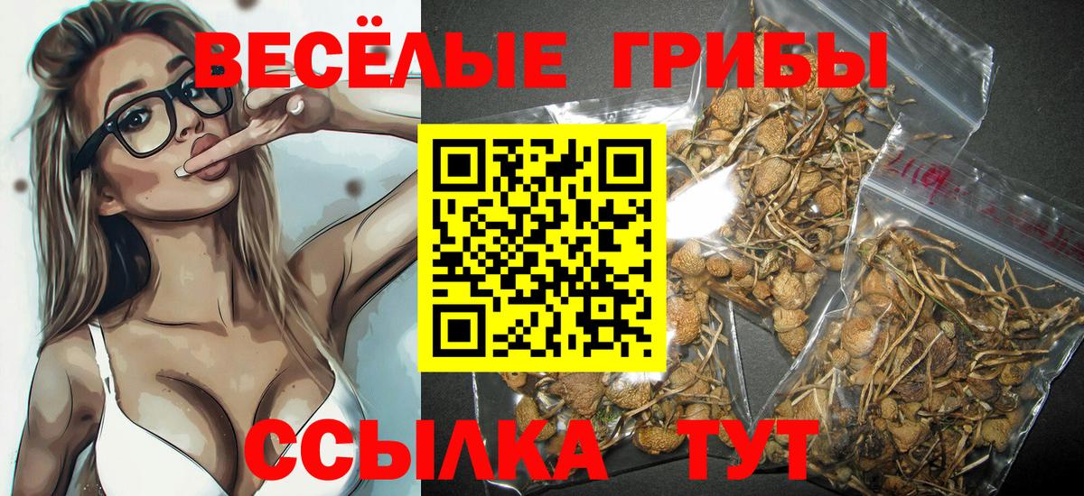 купить  сайты  Вход с VPN  Новозыбков  Псилоцибиновые грибы MAGIC MUSHROOMS 