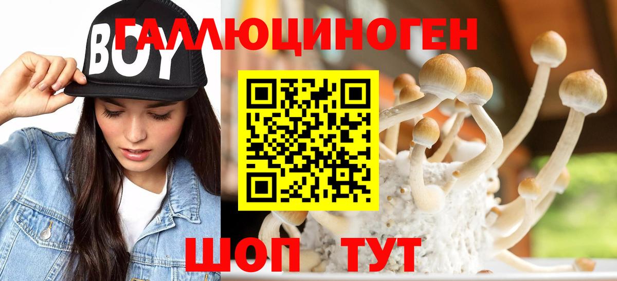 Галлюциногенные грибы Psilocybe Новозыбков